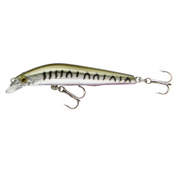 CORMORAN COR F11 - striped seed